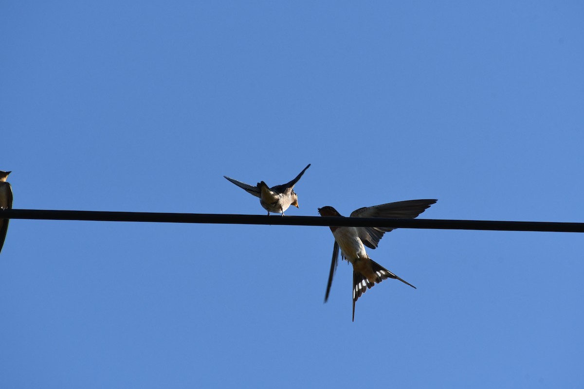Barn Swallow - ML621015058