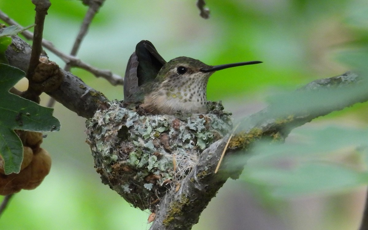 Broad-tailed Hummingbird - ML621015059