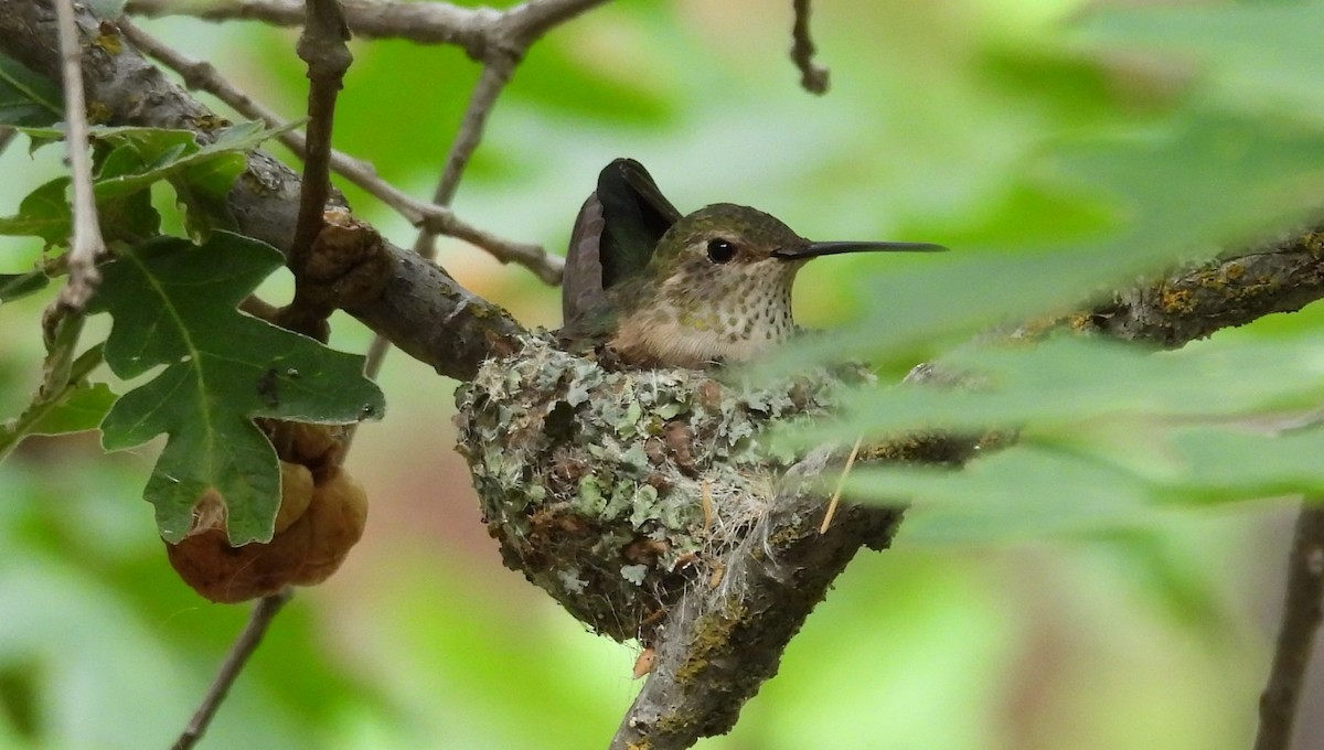 Broad-tailed Hummingbird - ML621015060