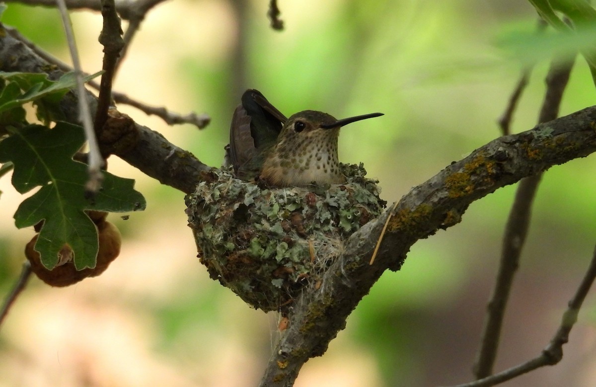 Broad-tailed Hummingbird - ML621015061