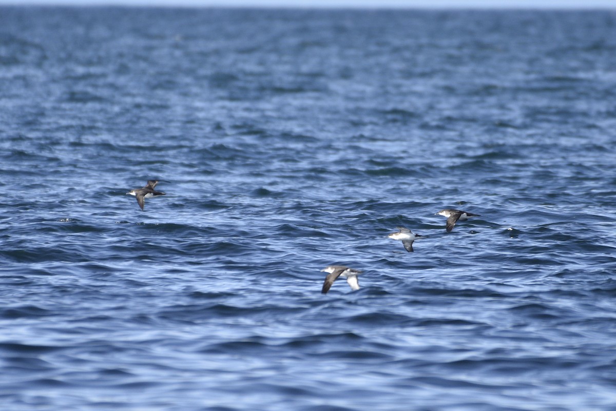 Manx Shearwater - ML621015069