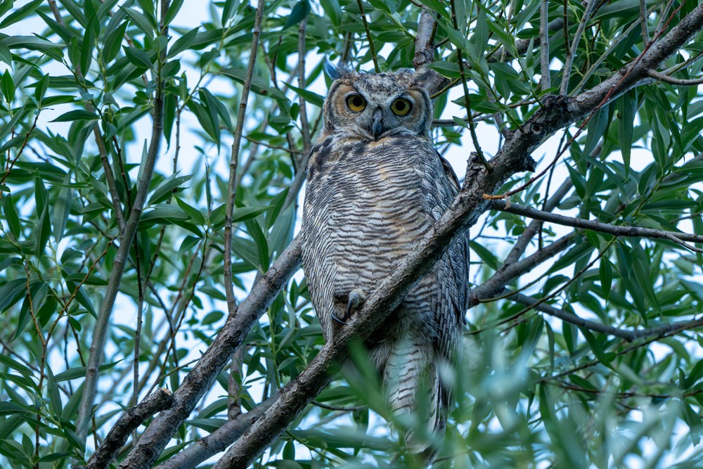Great Horned Owl - ML621015074