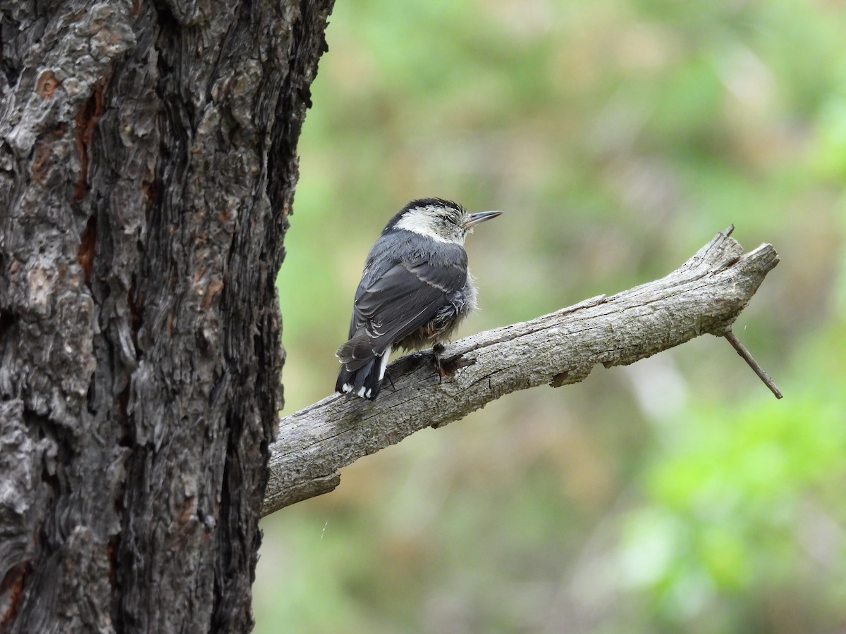 White-breasted Nuthatch - ML621015081