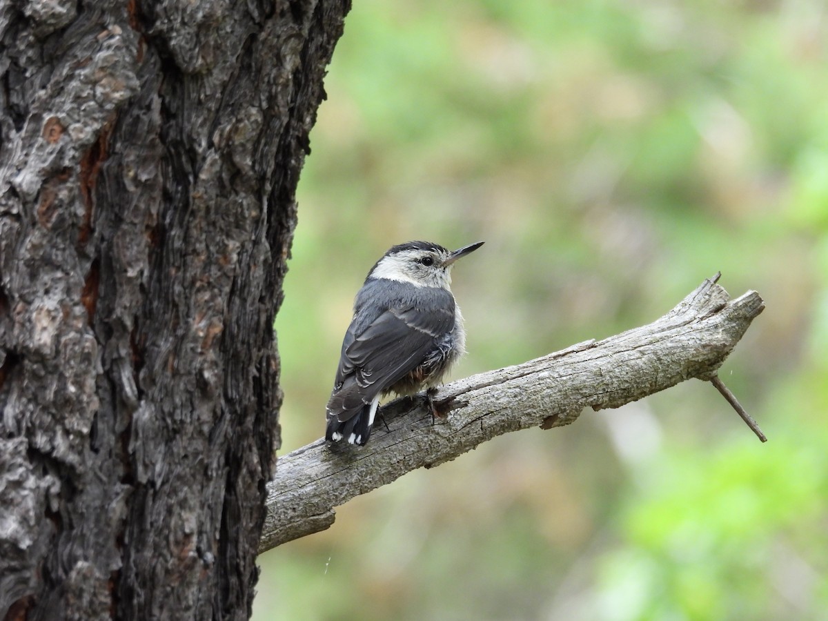 White-breasted Nuthatch - ML621015082