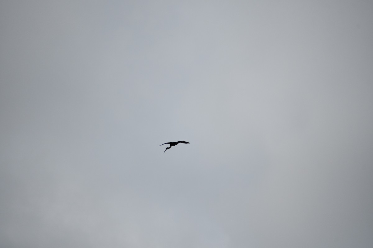 ibis hnědý - ML621015086
