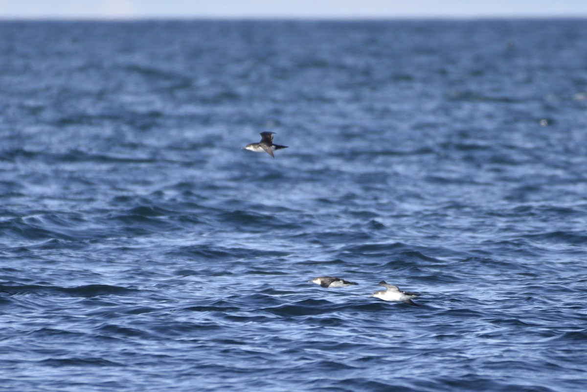 Manx Shearwater - ML621015087