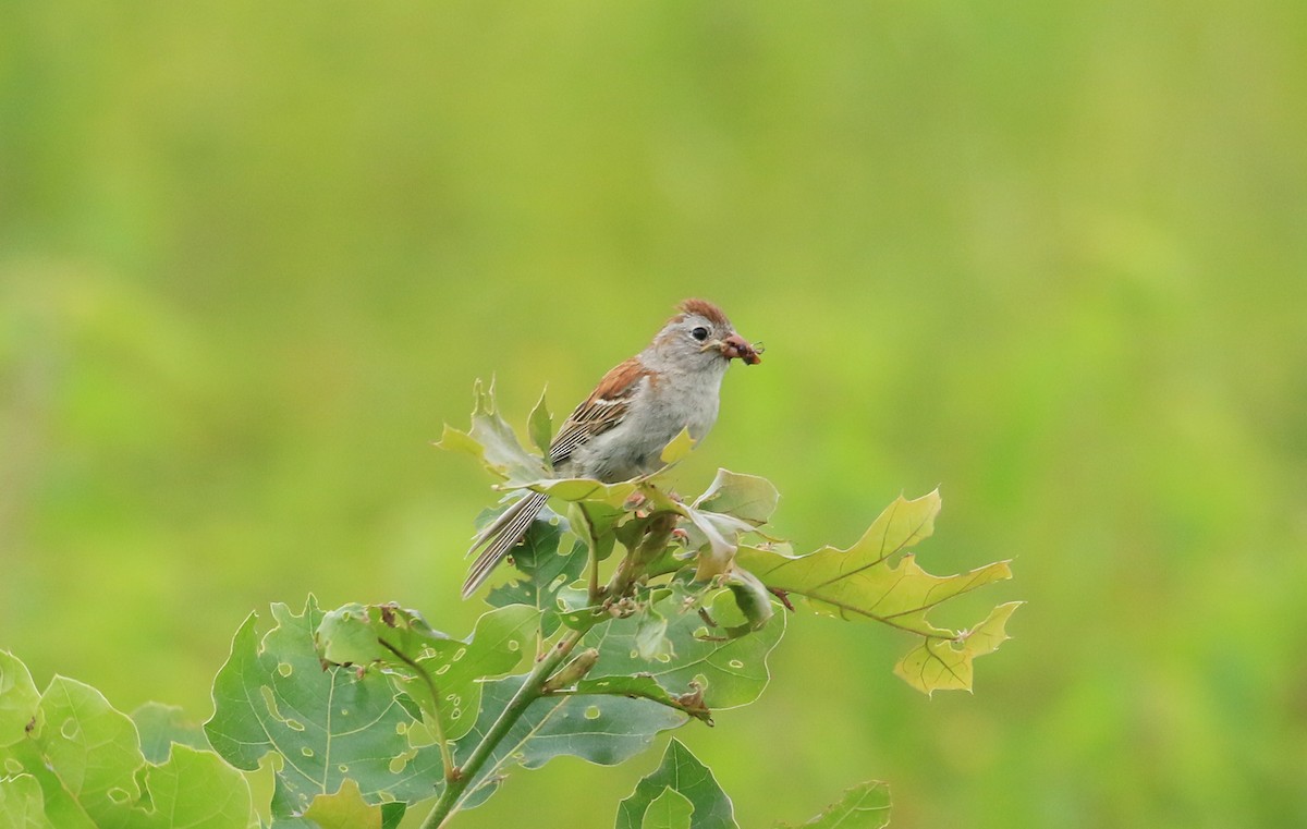 Field Sparrow - ML621015091