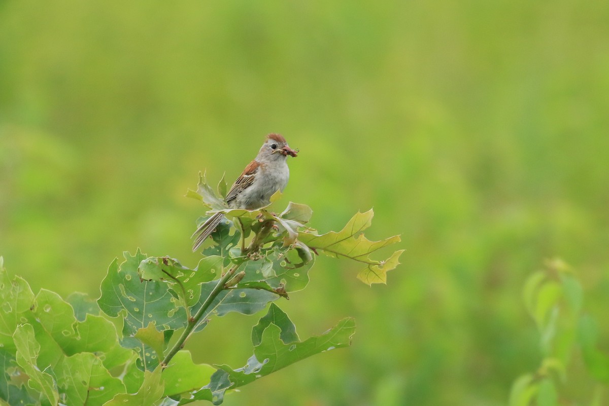 Field Sparrow - ML621015092