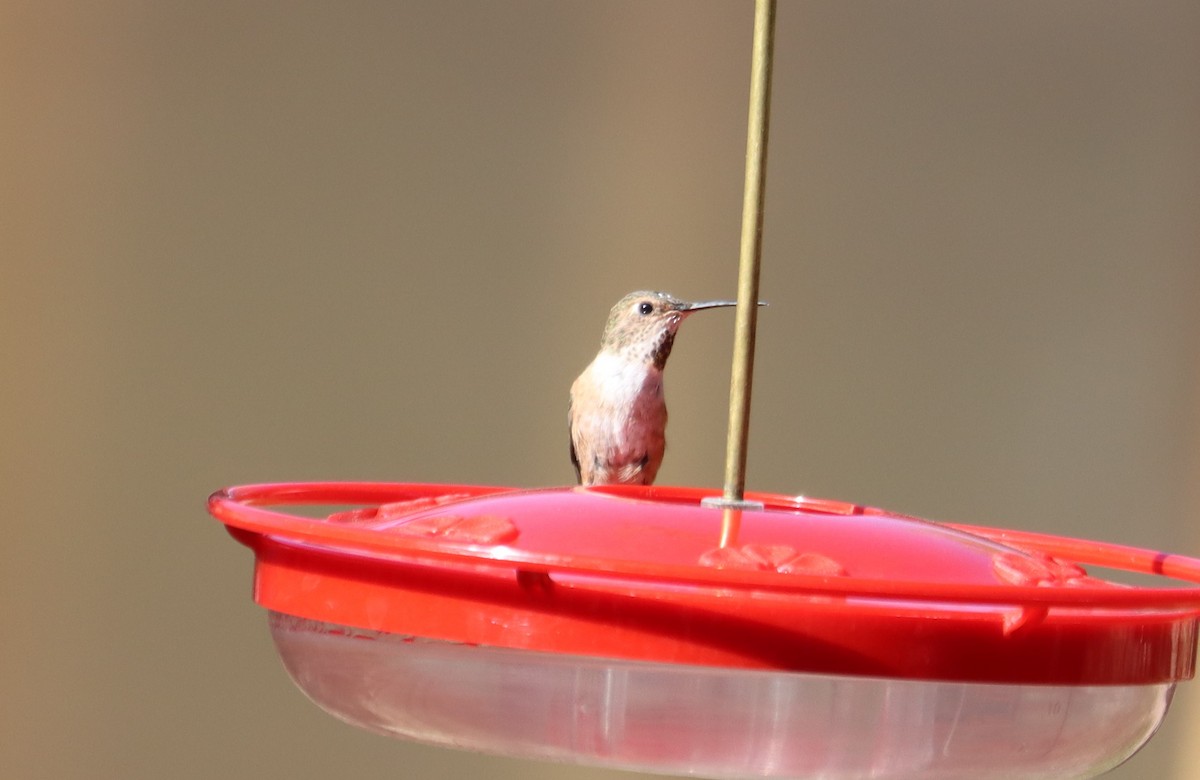 Broad-tailed Hummingbird - ML621015100