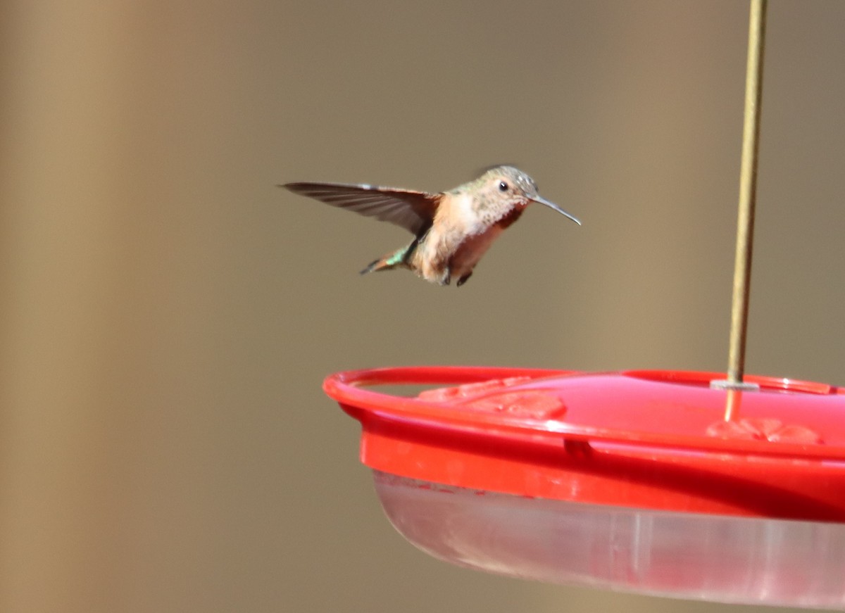 Broad-tailed Hummingbird - ML621015108