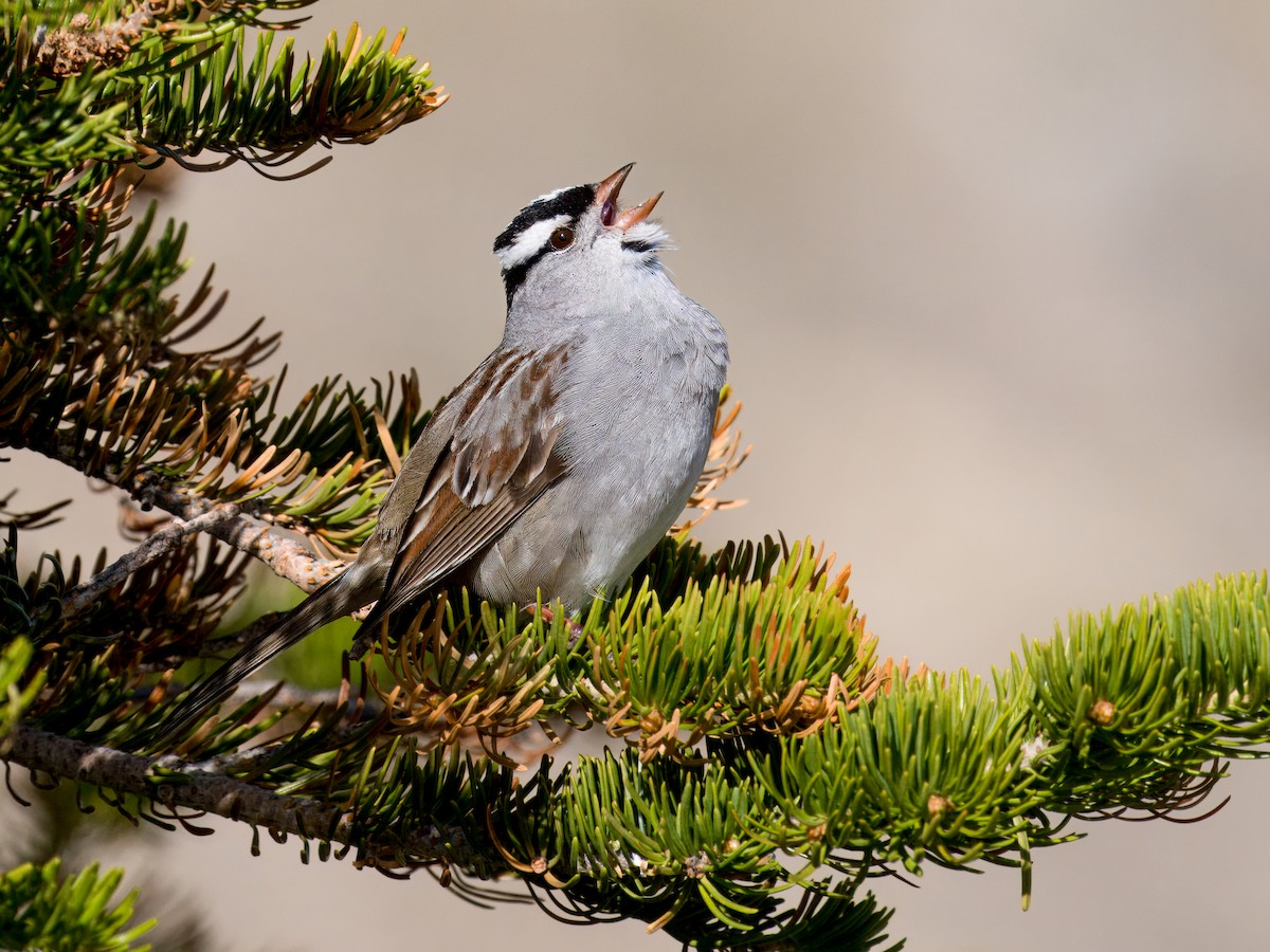 White-crowned Sparrow - ML621015109
