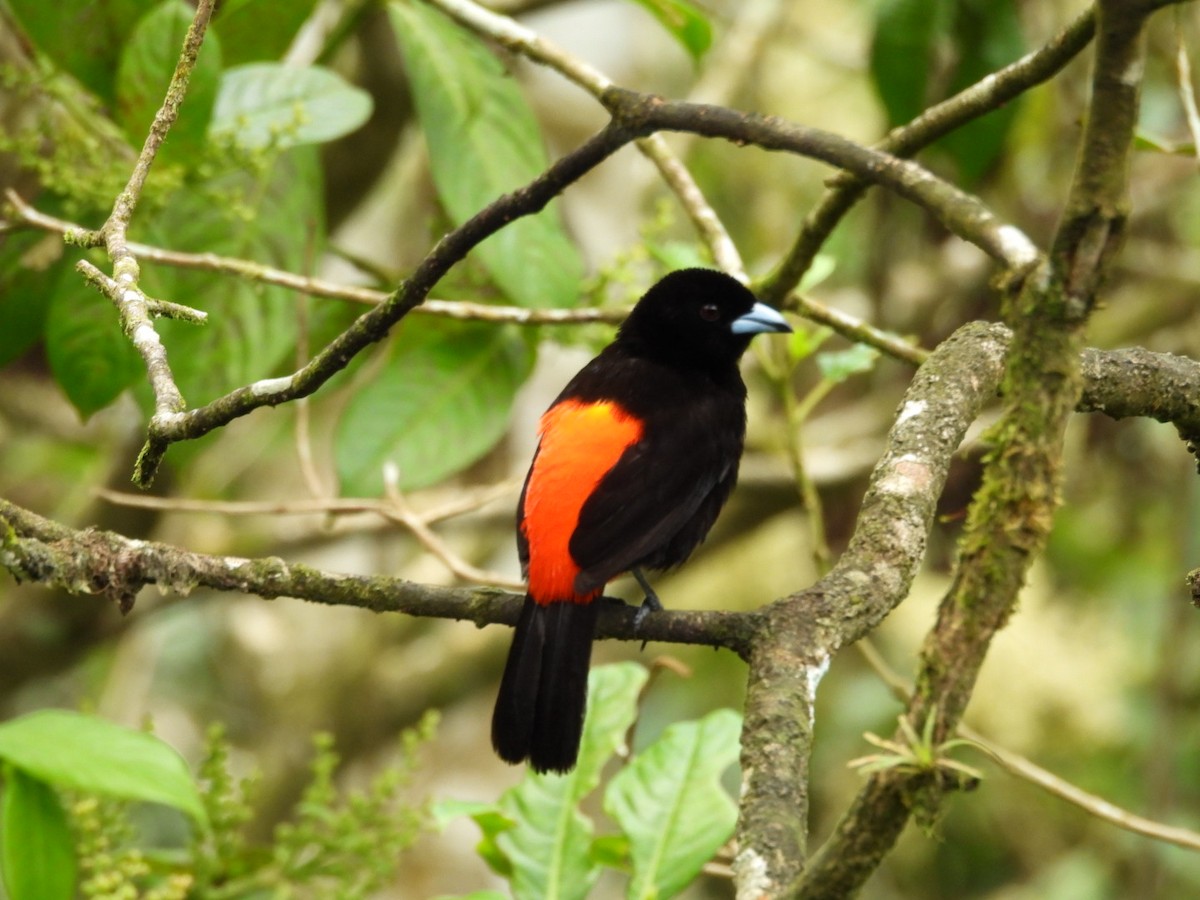 Scarlet-rumped Tanager (Passerini's) - ML621015112