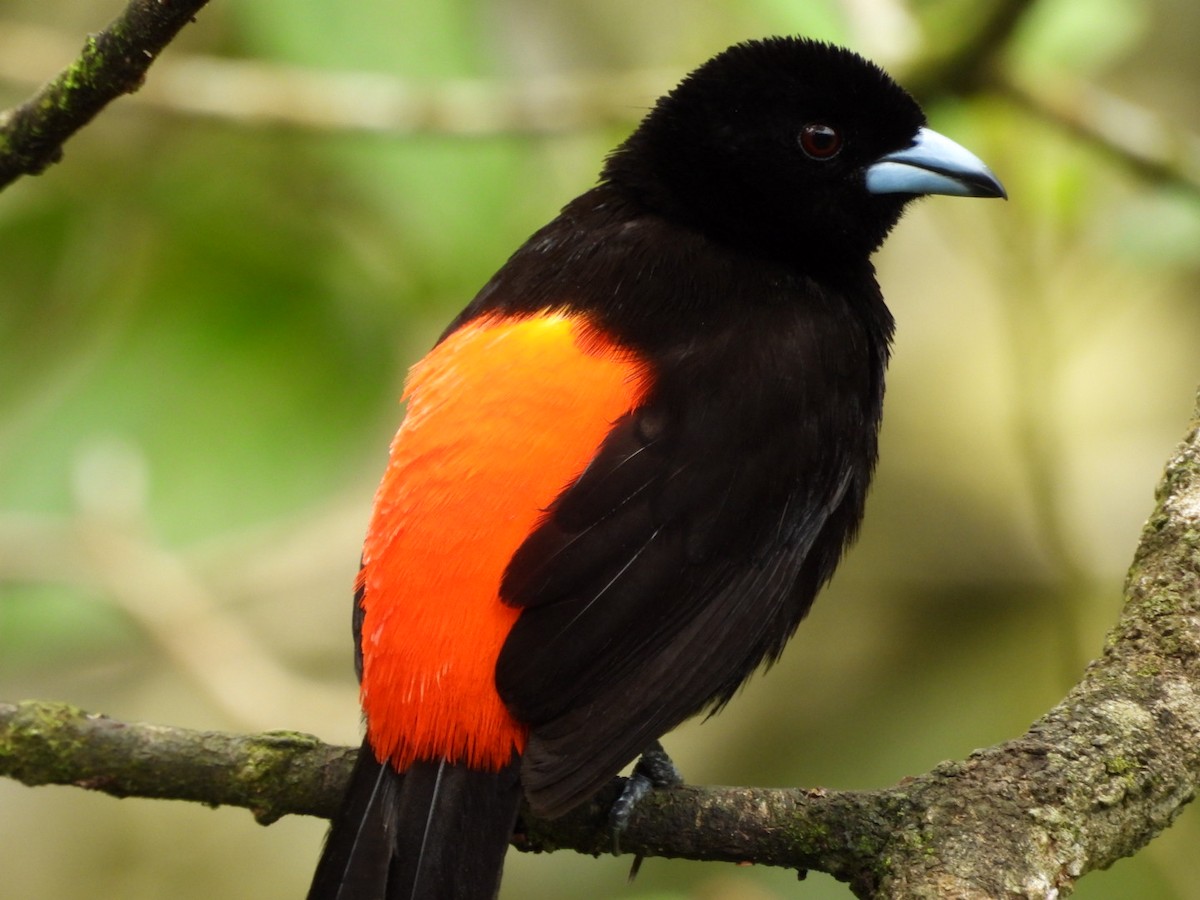 Scarlet-rumped Tanager (Passerini's) - ML621015113