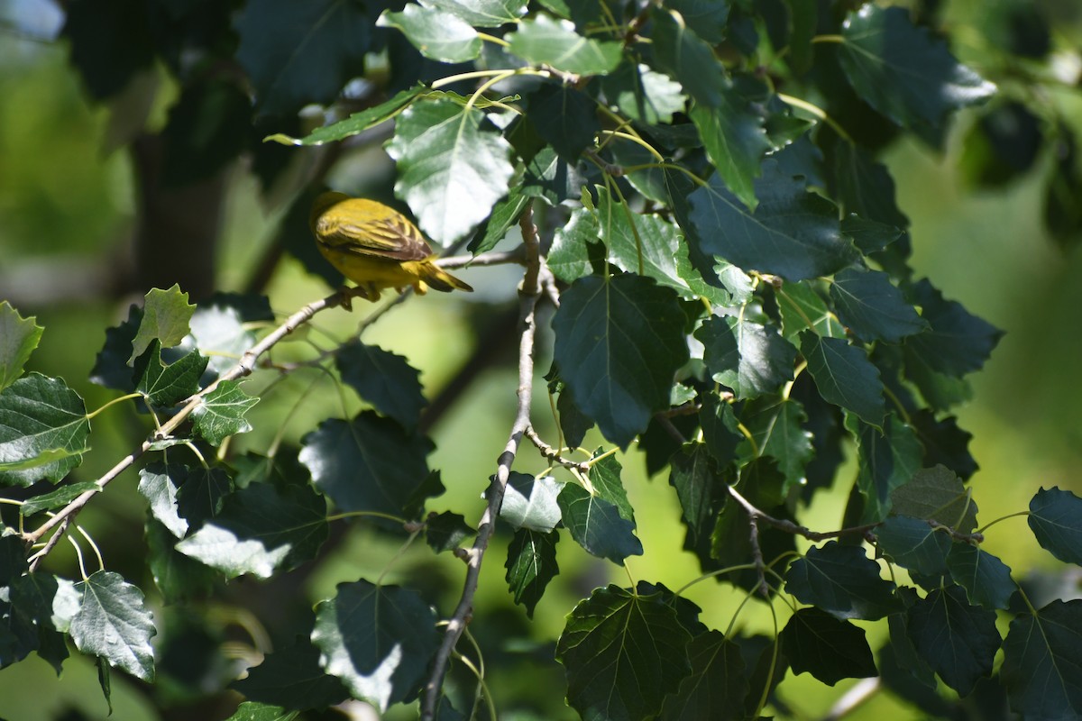 Yellow Warbler - ML621015118