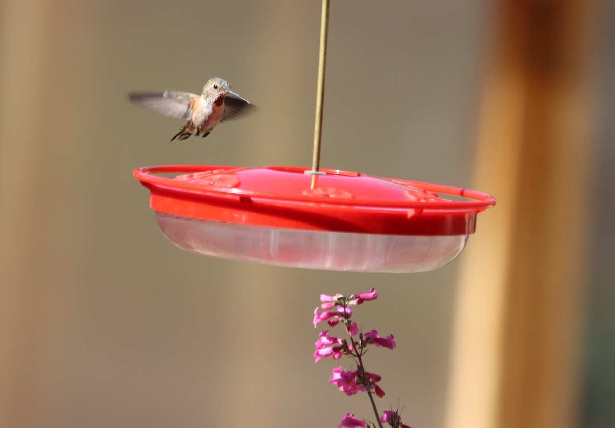 Broad-tailed Hummingbird - Juli deGrummond
