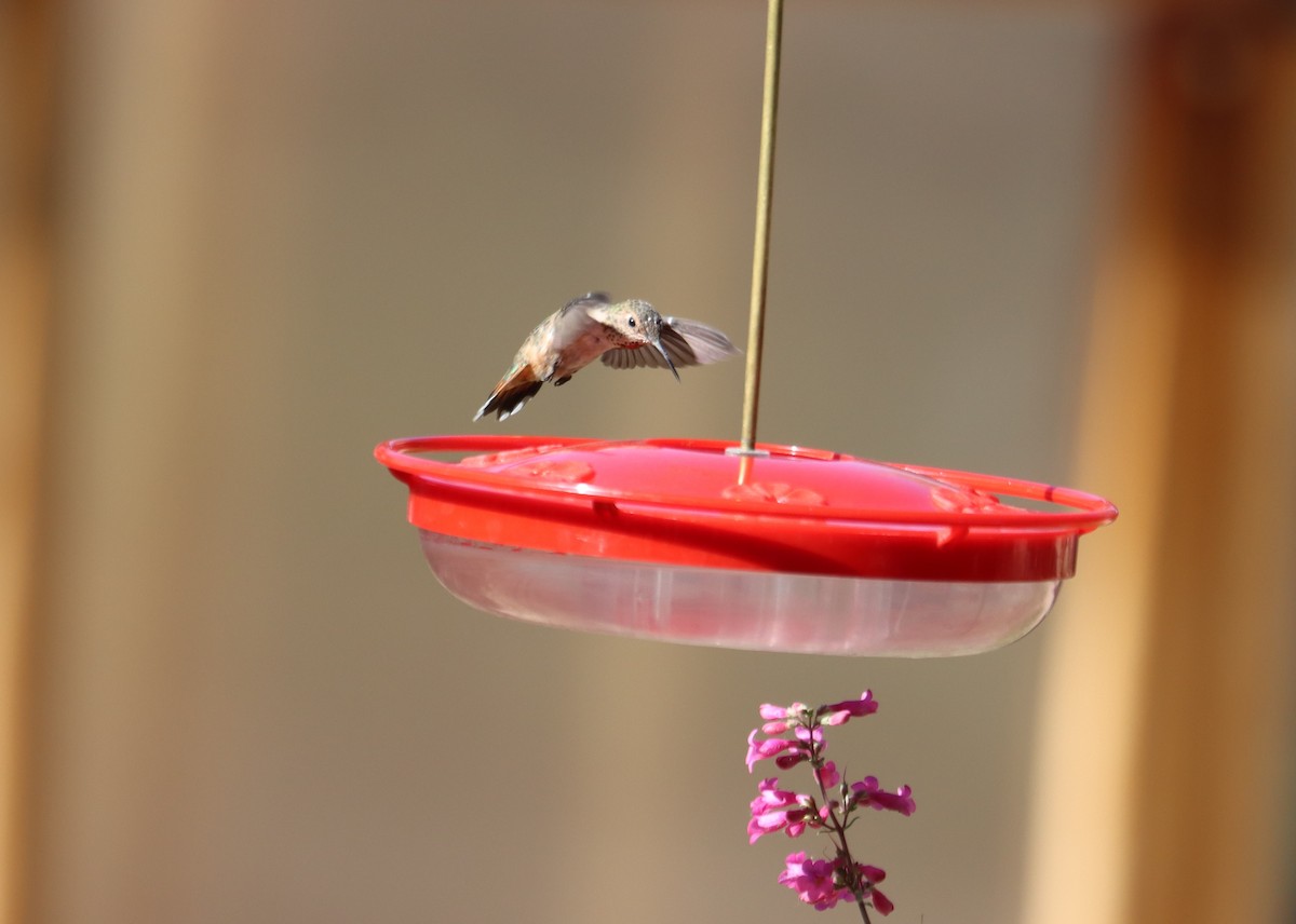 Broad-tailed Hummingbird - ML621015126