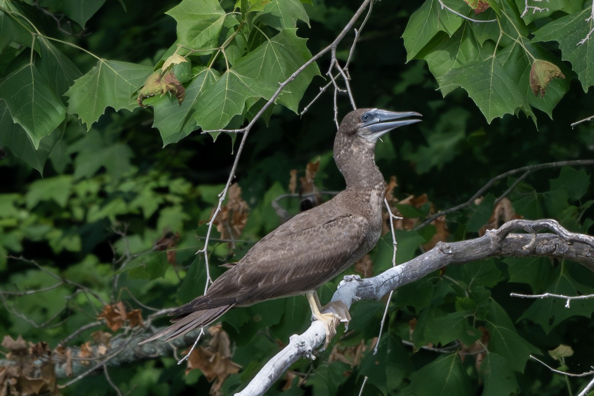 Brown Booby - ML621015127