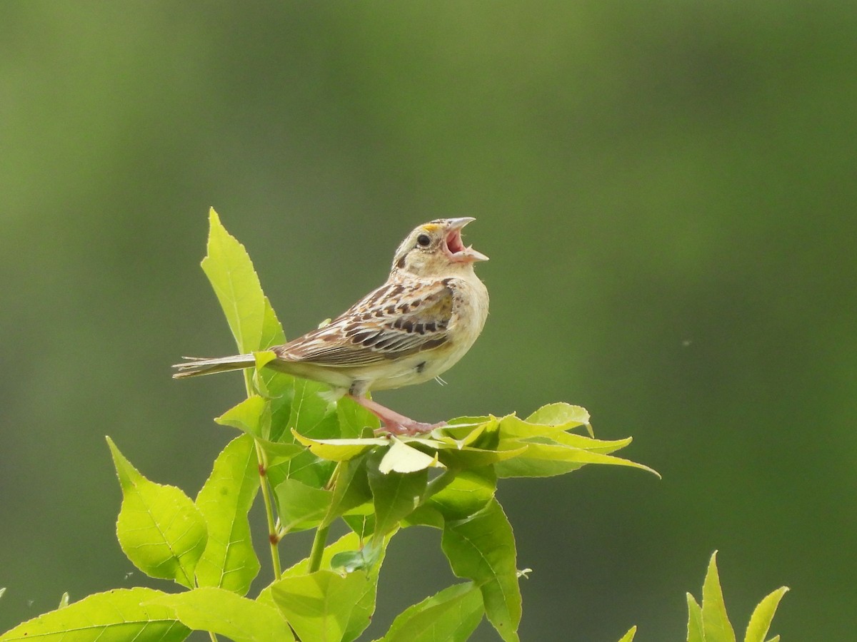 Grasshopper Sparrow - ML621015138