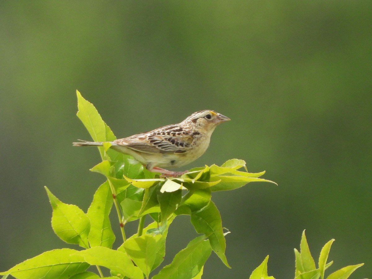 Grasshopper Sparrow - ML621015139