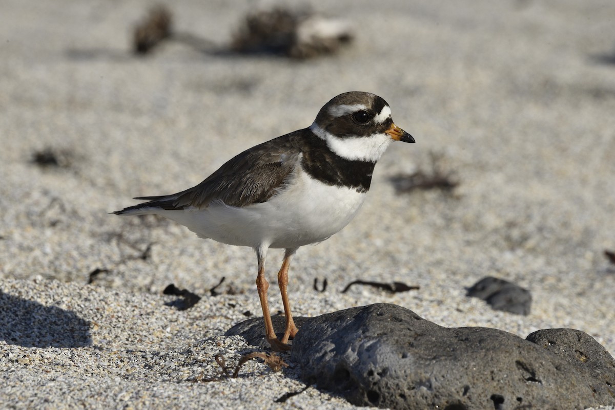 Common Ringed Plover - ML621015144
