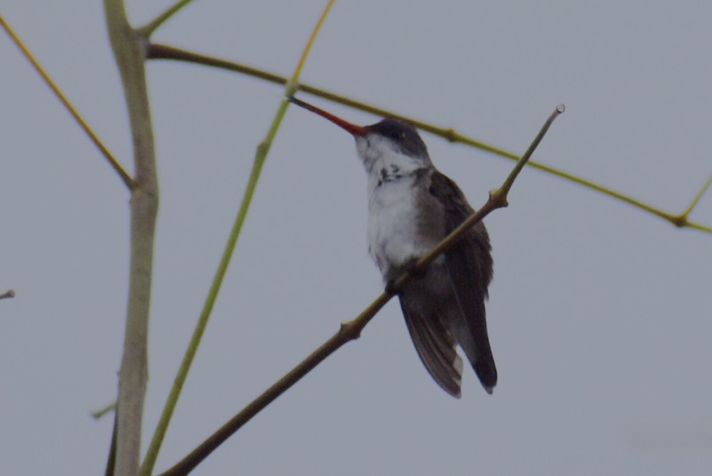 kolibřík fialovokorunkatý - ML621015152