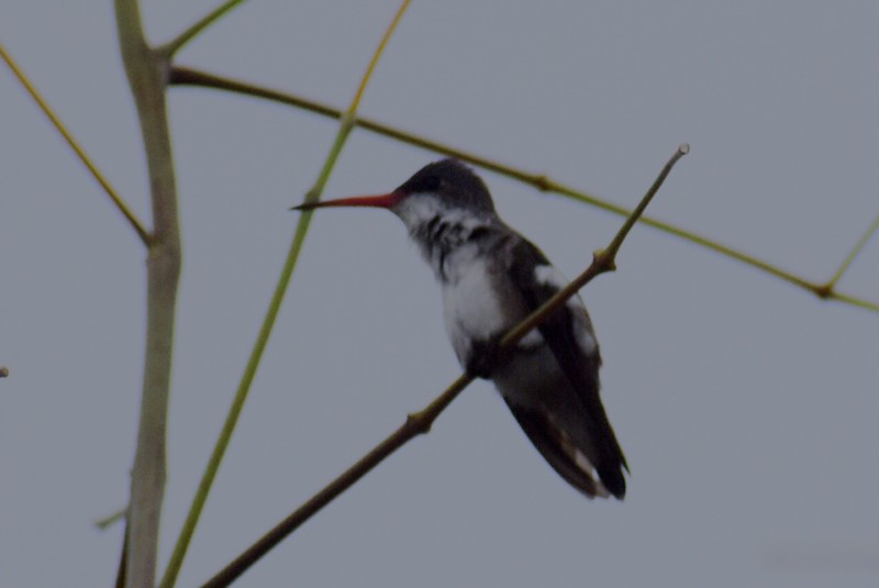 Violet-crowned Hummingbird - ML621015153