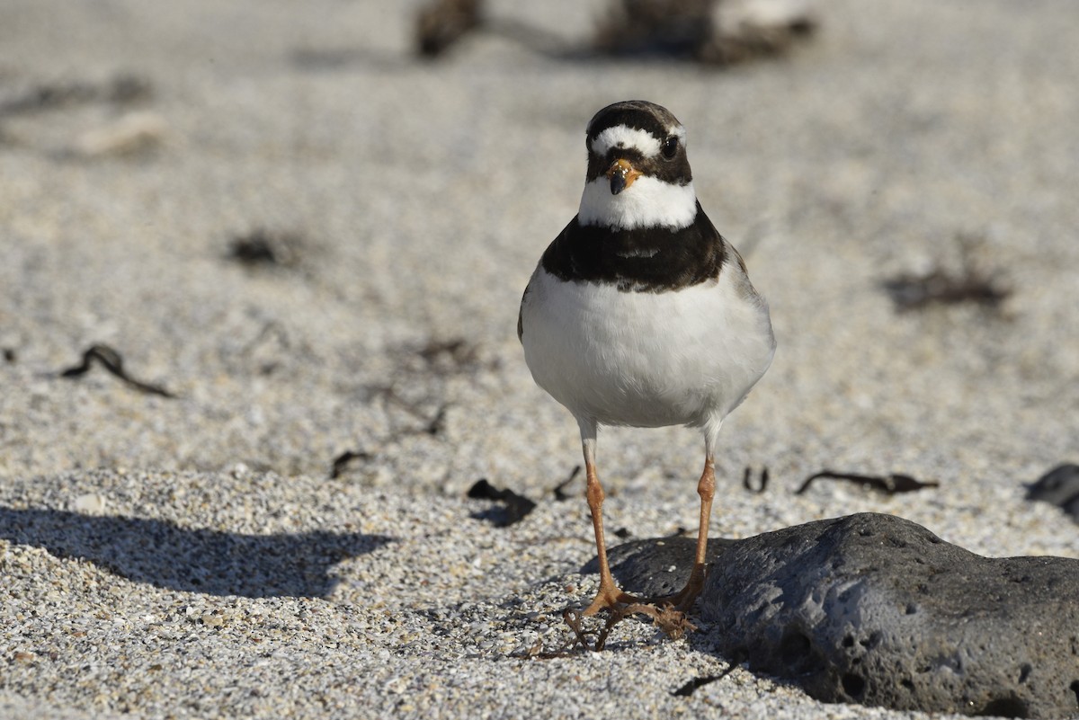 Common Ringed Plover - ML621015155