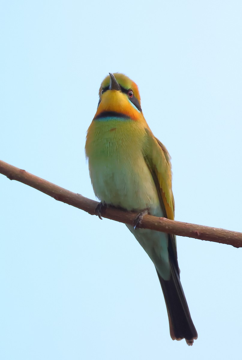 Rainbow Bee-eater - ML621015159