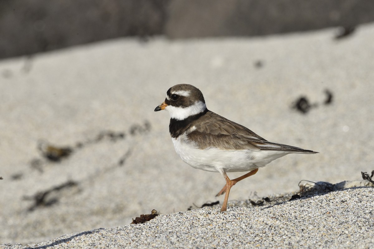 Common Ringed Plover - ML621015165