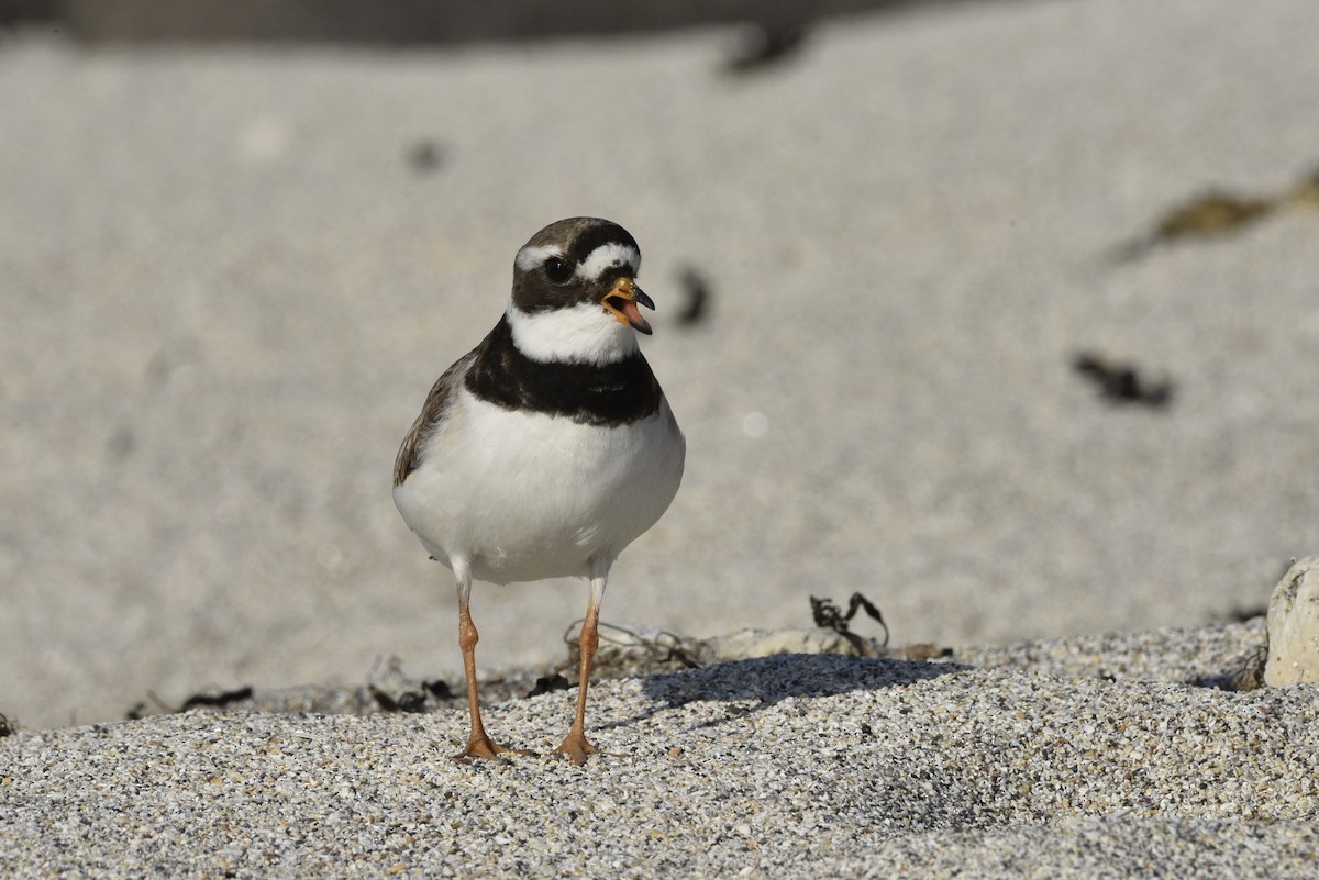 Common Ringed Plover - ML621015170