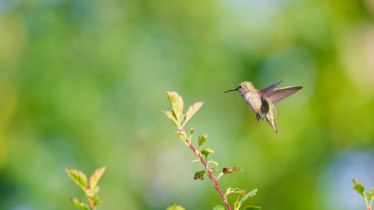 Anna's Hummingbird - ML621015183