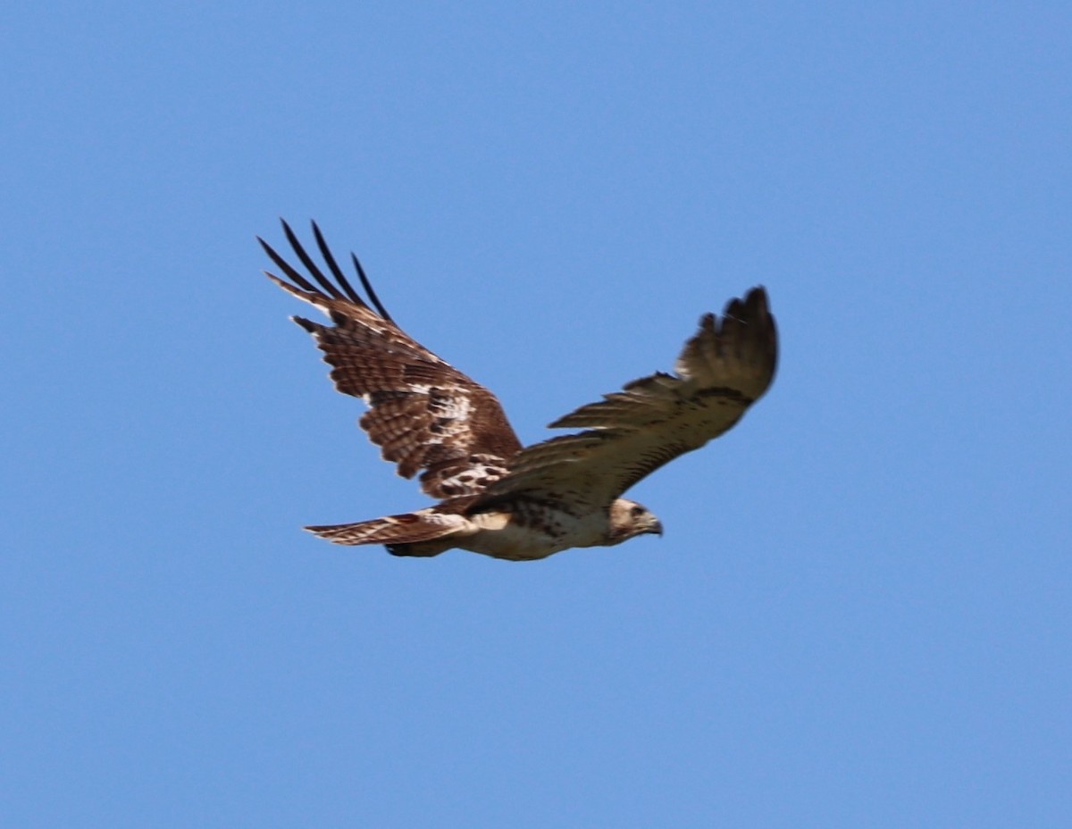 Red-tailed Hawk - ML621015197