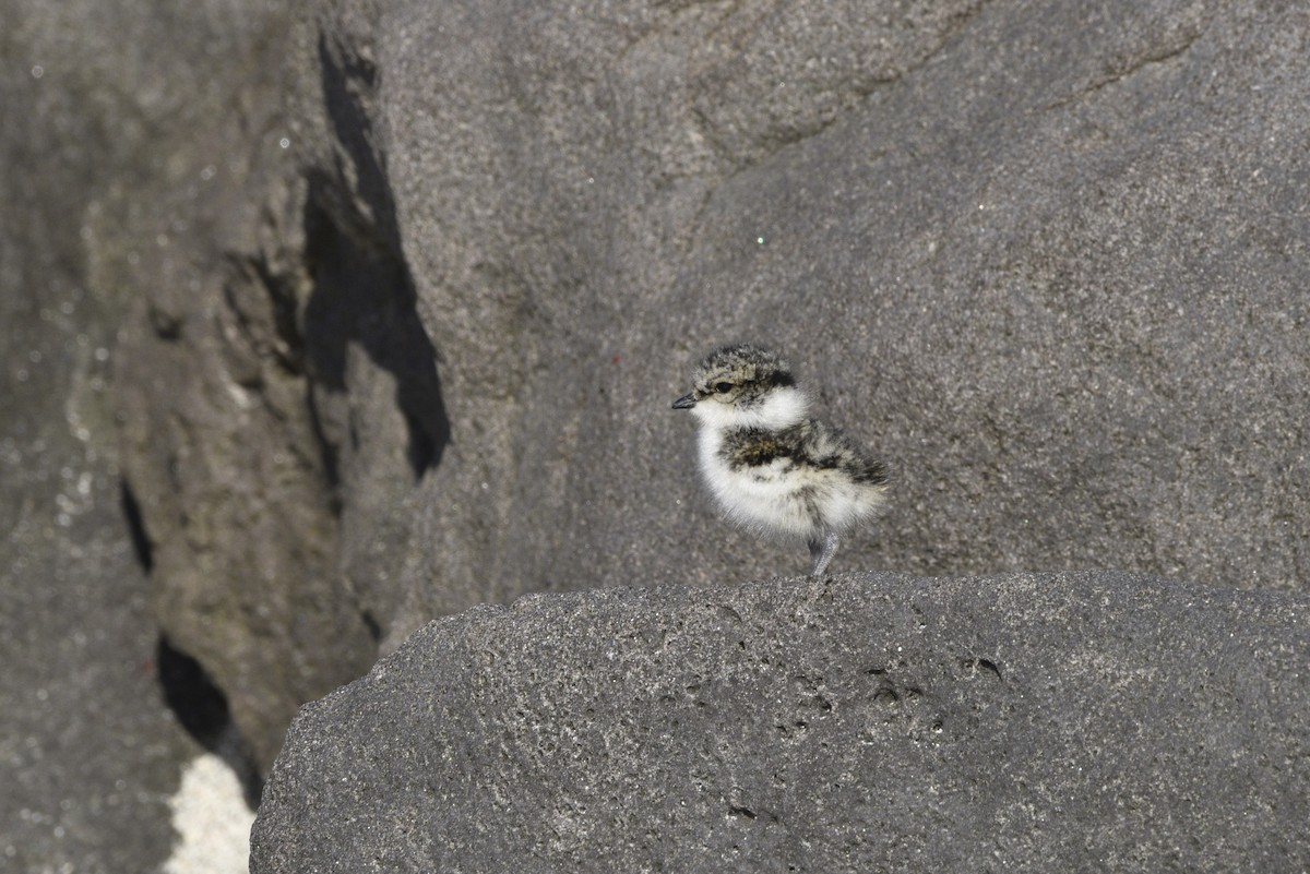 Common Ringed Plover - ML621015213