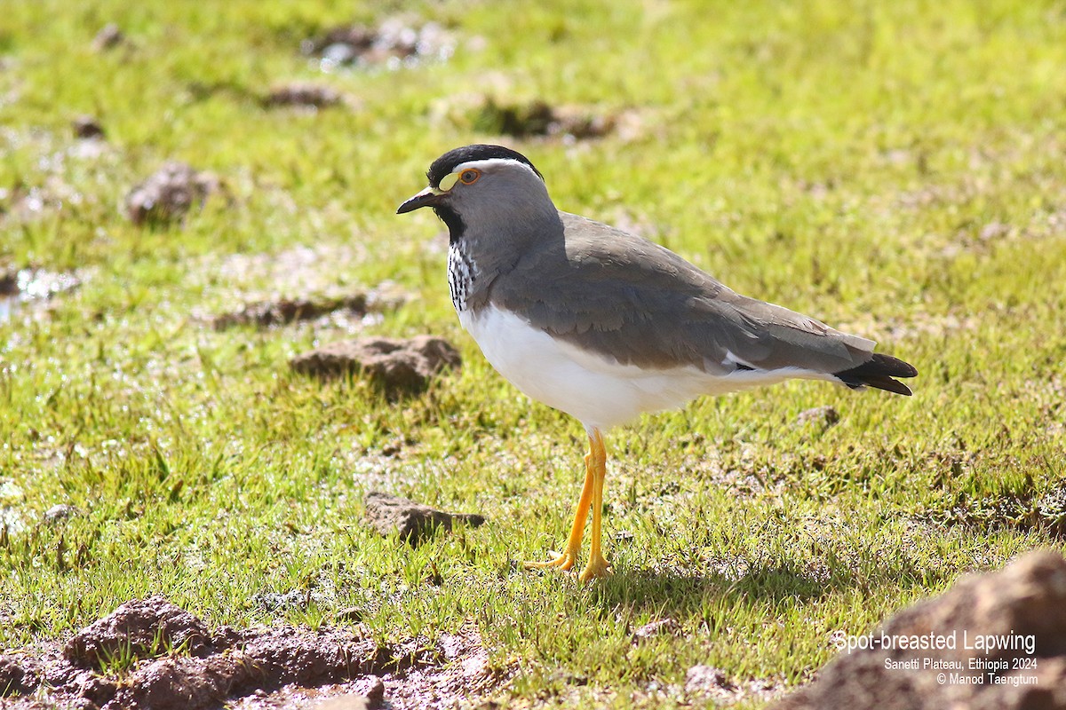 Spot-breasted Lapwing - ML621015215