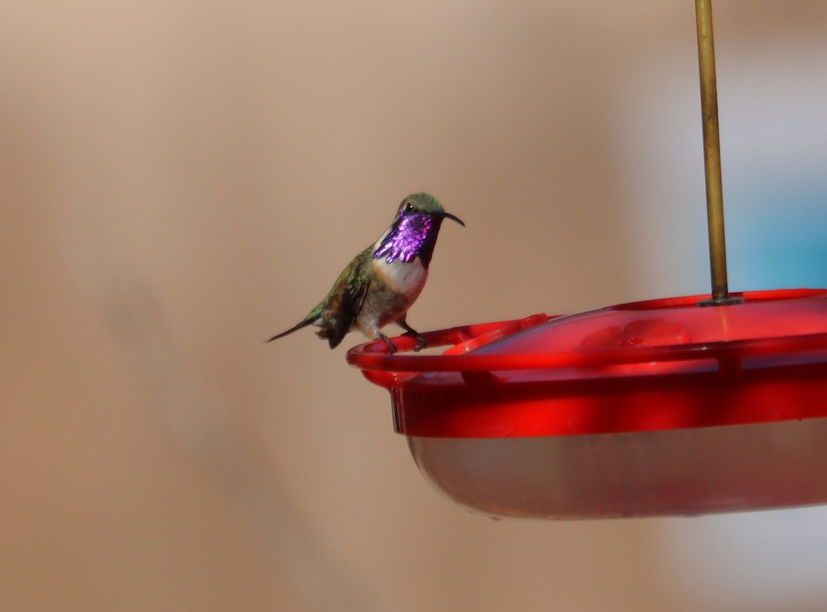 Lucifer Hummingbird - Juli deGrummond