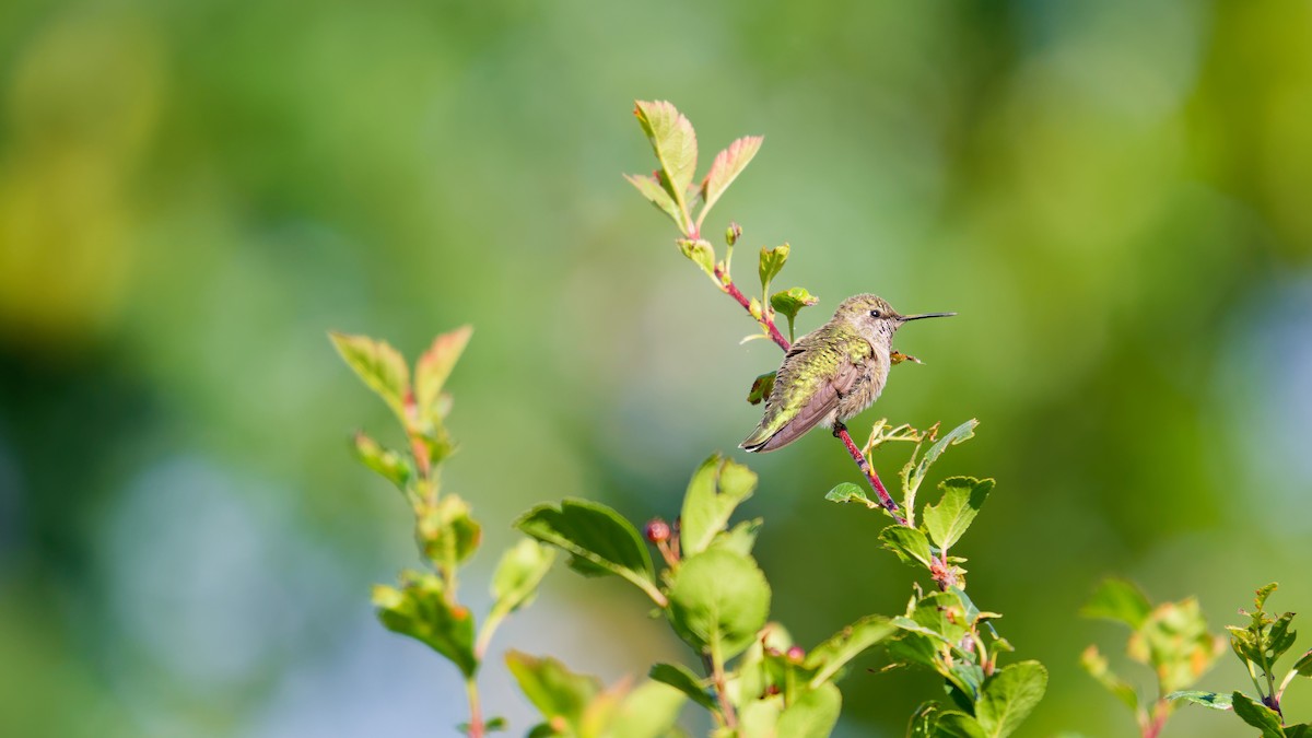 Anna's Hummingbird - ML621015220