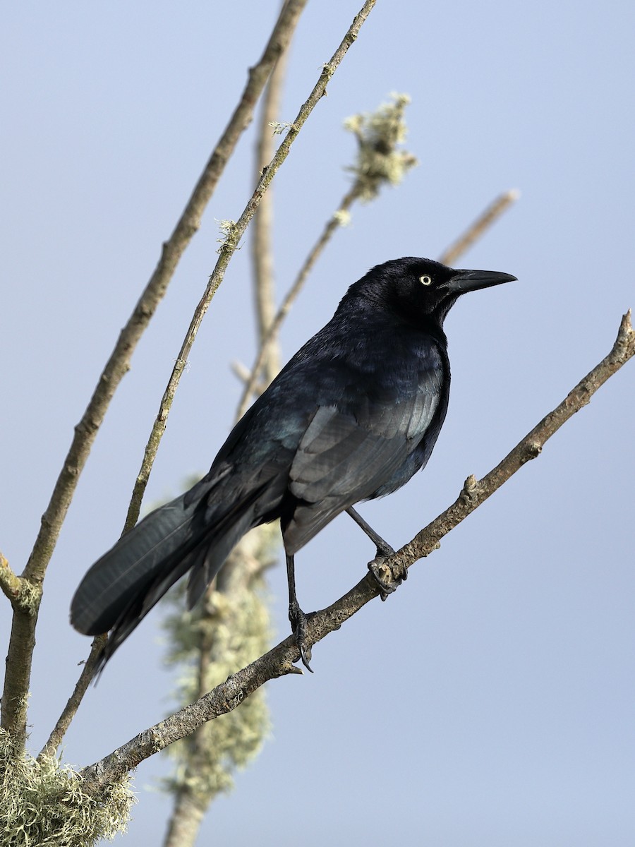 Great-tailed Grackle - ML621015242