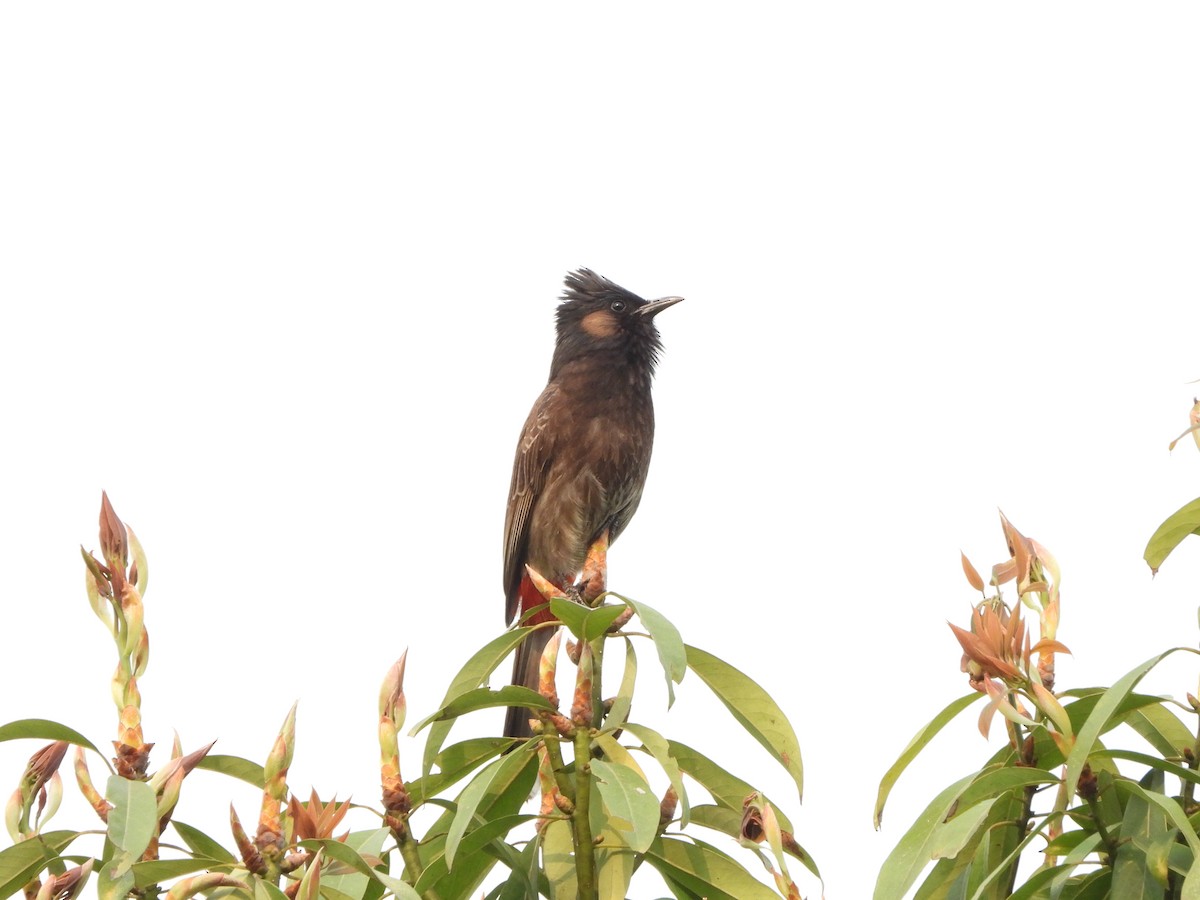 Red-vented Bulbul - ML621015246