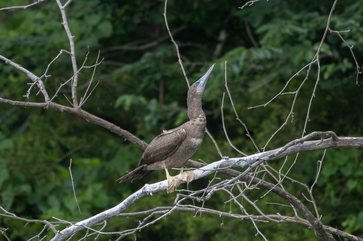 Brown Booby - ML621015248