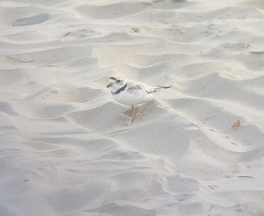 Piping Plover - ML621015251