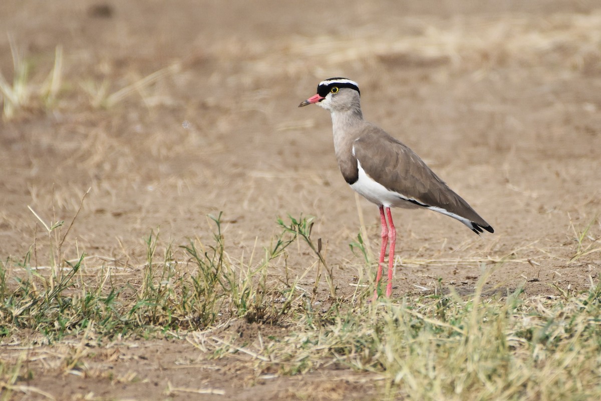 Crowned Lapwing - ML621015258