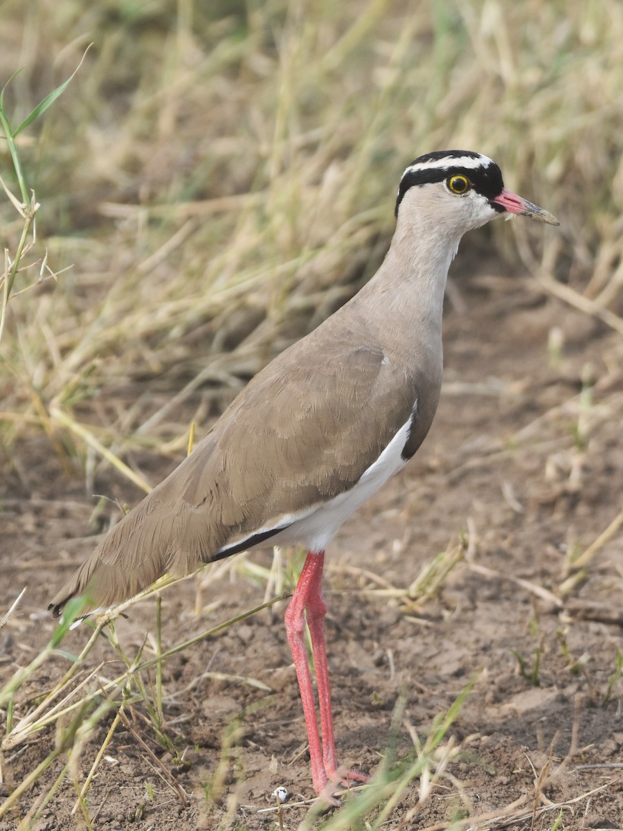 Crowned Lapwing - ML621015259