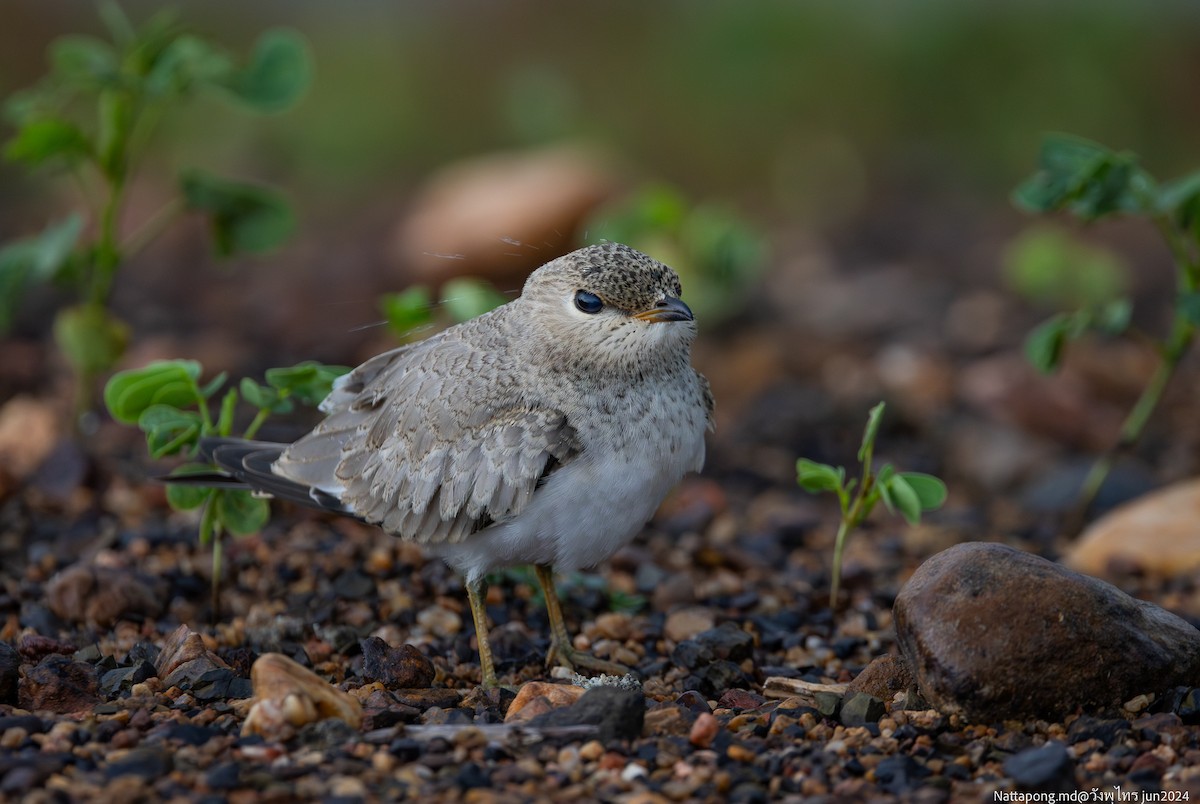 Small Pratincole - ML621015263