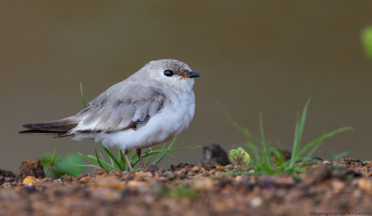 Small Pratincole - ML621015267