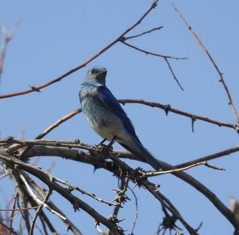 Mountain Bluebird - ML621015279