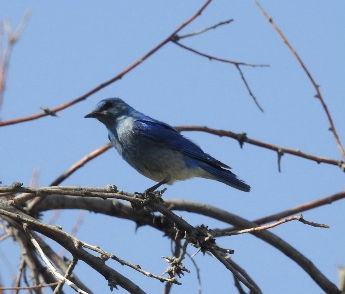 Mountain Bluebird - ML621015281