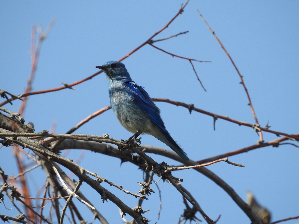 Mountain Bluebird - ML621015284
