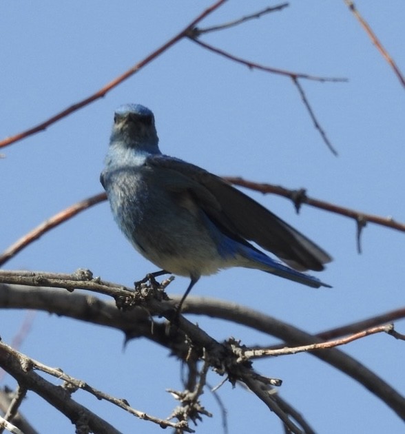 Mountain Bluebird - ML621015285