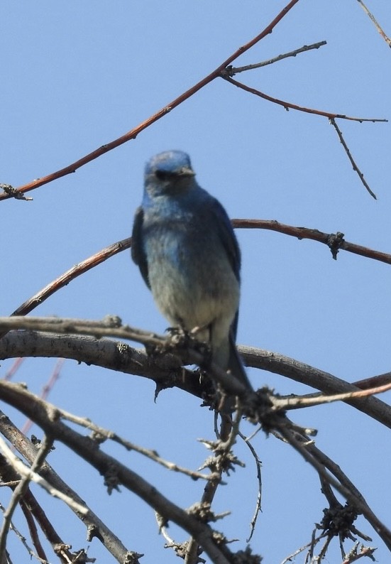 Mountain Bluebird - ML621015286