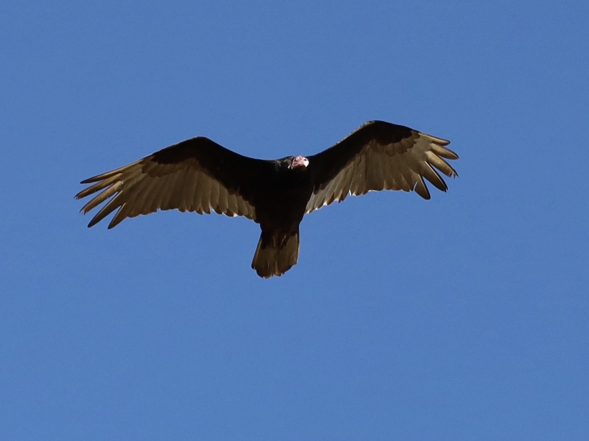 Turkey Vulture - Mohini Rawool-Sullivan